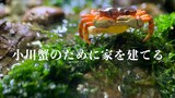 [Animals]Build a home for crabs