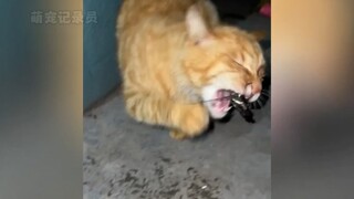 宠物解说：猫咪吃饭的搞笑瞬间，你觉得哪只最可爱 #萌宠  #宠物  #家有萌宠
