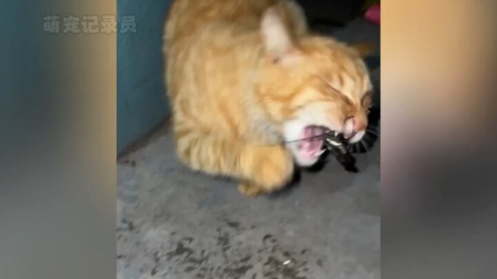 宠物解说：猫咪吃饭的搞笑瞬间，你觉得哪只最可爱 #萌宠  #宠物  #家有萌宠