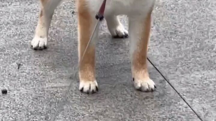 Mèo kêu meo meo, chó sủa gâu gâu.