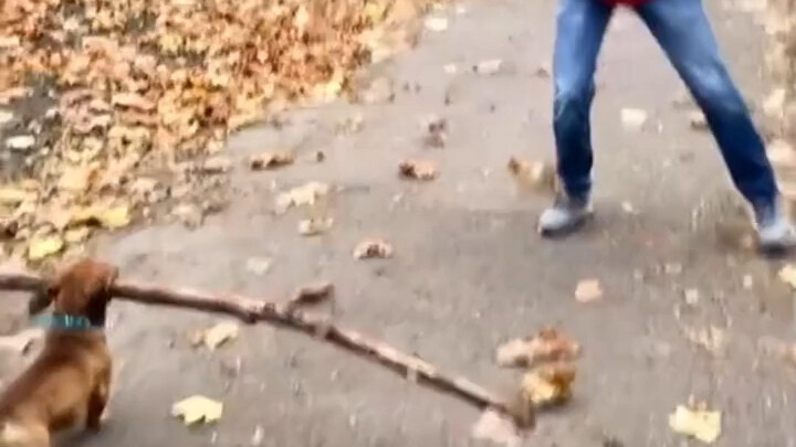 คนเดินถนนต่างหลีกทางให้ลูกสุนัขที่คาบไม้อยู่ในปาก