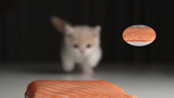 [Diet Daging Mentah untuk Kucing] Tak Dapat di Siang, Tak Lepas di Malam