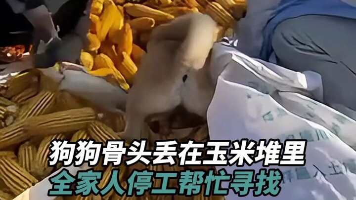 يا كلبي، لقد أضعت العظم!