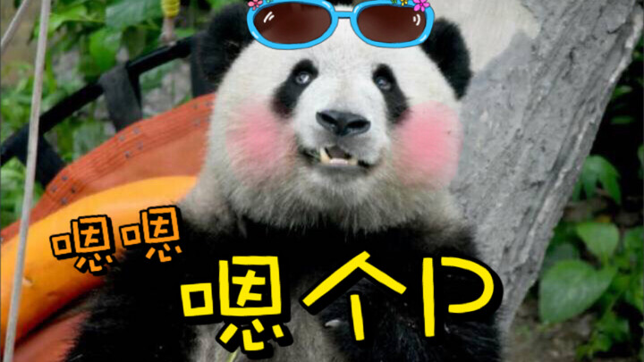【الباندا العملاقة مينغلان】قصة لا بد من سردها عن مومو وجانغزو ميمي – «إم جي بي»