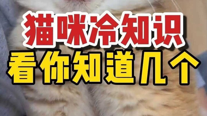 حصيلة معلومات غريبة عن القطط: كم منها تعرف؟