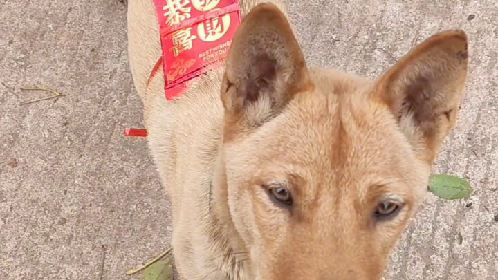 เจ้าตูบสีเหลืองจากบ้านเกิดวิ่งมาหาฉันอีกหลายลี้