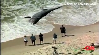 Giant shark washed ashore