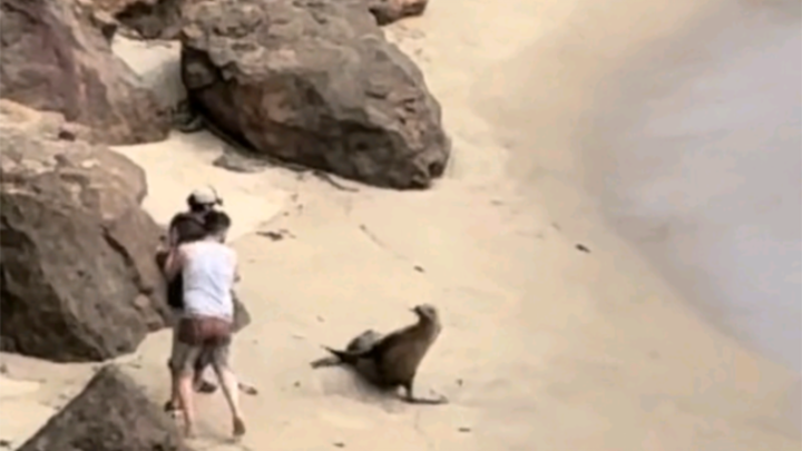 Some humans really need to stop—seals feel deeply offended.