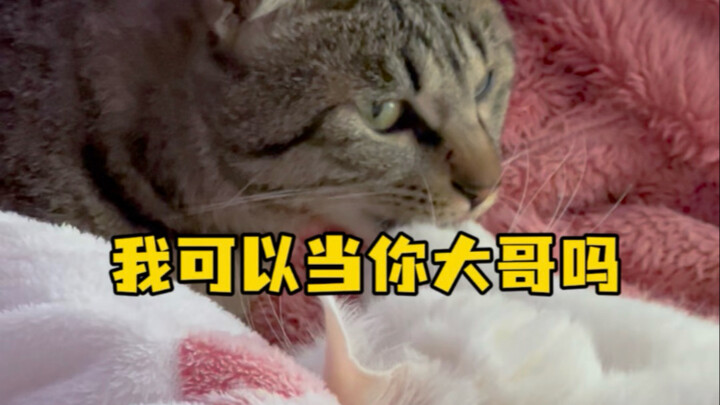 Đậu Đậu: Cậu ngửi mình đi.  Tam Tam: Gì cơ? Vậy là tớ có thể làm anh cả của cậu rồi hả? #MèoTrắng #M