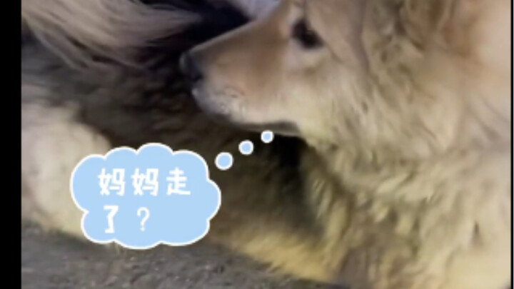 Chú cún đang ăn bánh quy ngon lành thì nghe tiếng “mẹ” rời đi, lập tức cuống lên. Cắn mãi không được