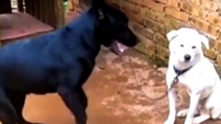 Anjing Putih: Aku Hanya Merasa Berisik!