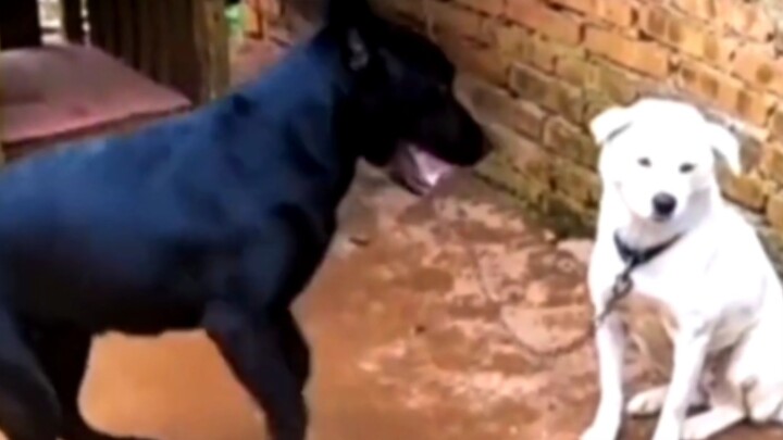 Anjing Putih: Aku Hanya Merasa Berisik!