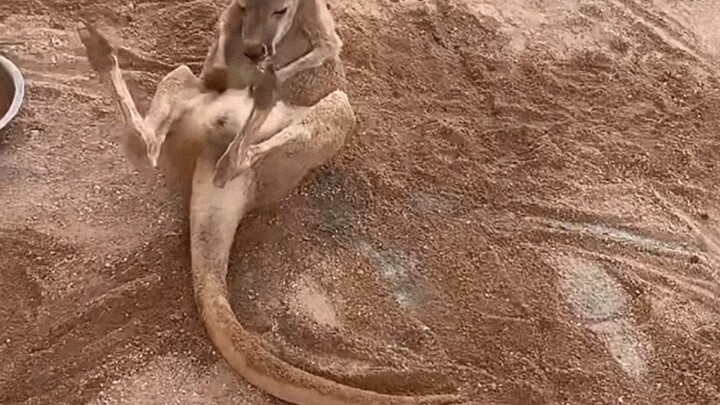 Gangzi Gets Dizzy From the Stench of His Own Brood Pouch