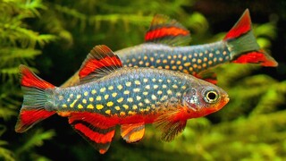 7 Jenis ikan hias aquarium tanpa mesin oksigen atau aerator - Ikan hias tanpa mesin oksigen