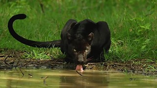 [Kompilasi Panter] Aku hanya hidup untuk diriku