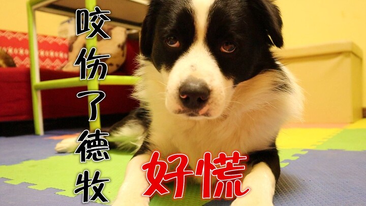 البيتبول يثير غضب الدويتشه دوفيل: من الرفض الصارم للاعتذار إلى التذلل المطلق... ما الذي حدث هنا؟