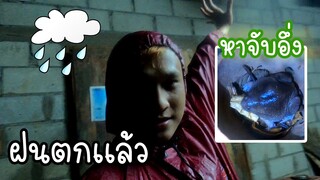 ฝนตกเเล้วหาจับอึ่งกรอบ ได้เยอะเลยเเต่....