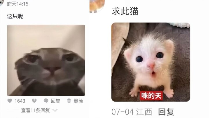【Nguồn gốc meme】Mèo ướt sũng, mèo con nheo mắt