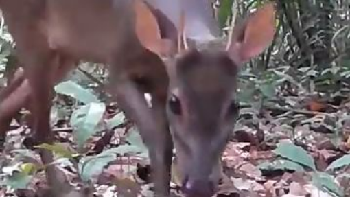 Wonders of the Wild: A Visual Odyssey through the Amazonian Biodiversity of Rondônia