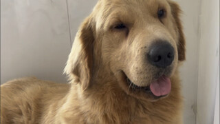 Entahlah! Butuh waktu tujuh jam untuk memandikan anjing golden retriever liar itu.