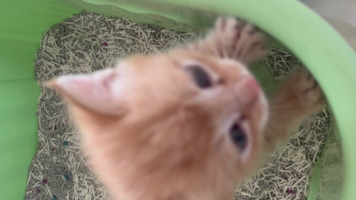 What kind of cat is this? It keeps eating out of the bowl...