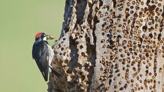 [Woodpeckers] Has the design of the woodpecker really collapsed?