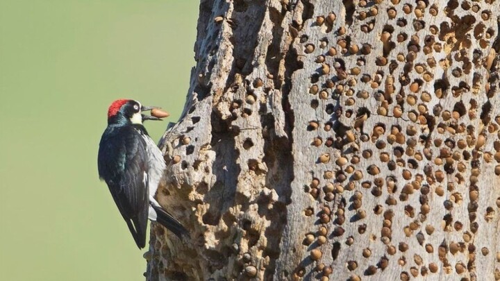 [Woodpeckers] Has the design of the woodpecker really collapsed?