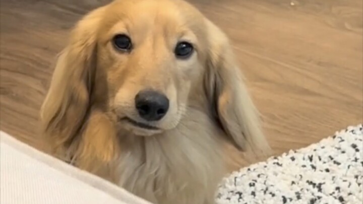 Protecting the world's best dachshund!