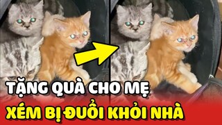 Thanh niên TẶNG MÈO cho mẹ để không bị ĐUỔI KHỎI NHÀ vì về trễ 😂 | Yêu Lu