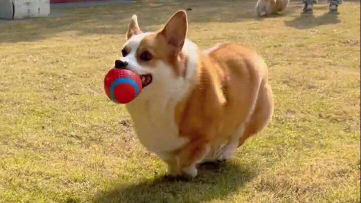 Dogs with yards get to run freely every day.