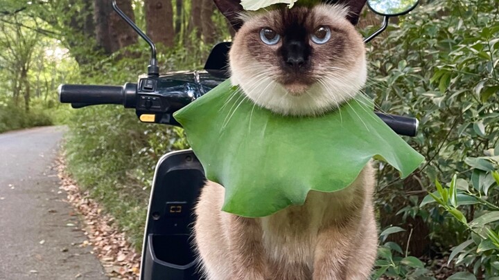 ชีวิตแมวของฉันต้องตลกขนาดนั้นเลยเหรอ?