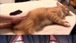【MaNameBin】BIN Cat's favorite activity is -???