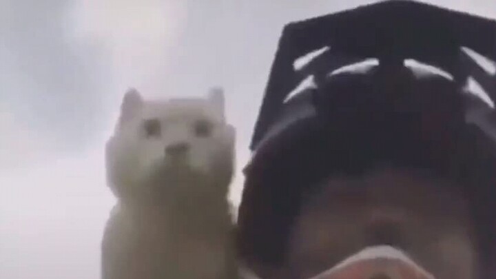 Now this is a real cat meow (yay!)