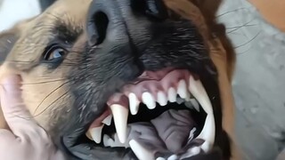 Anak anjing kecil yang lembut dan imut, benar-benar menarik perhatian orang