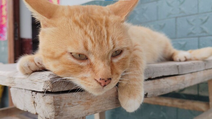 Cat: It's so great to be back in the village!