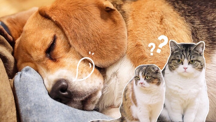 The dog’s loud snoring draws the cat to watch: “It’s so noisy—I just want to slap it awake!”