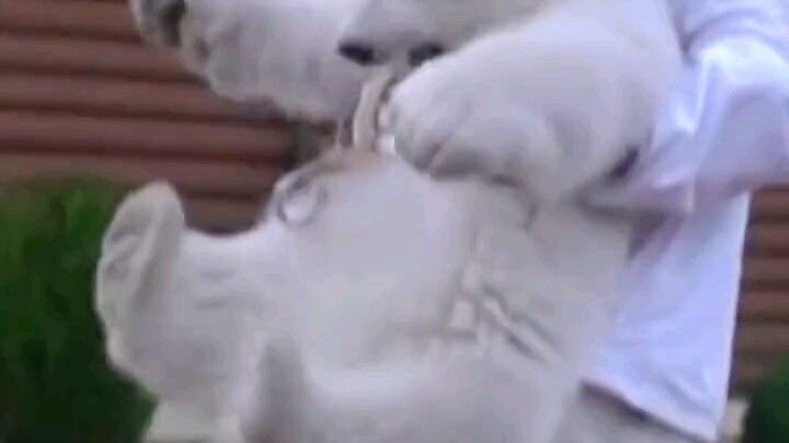 又白又胖的北极熊宝宝，睡醒后小眼睛迷迷瞪瞪的