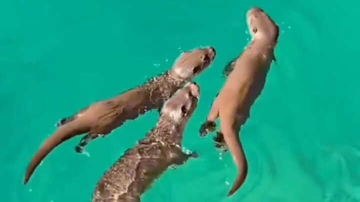 I was totally charmed by the otters in Jiuzhaigou.