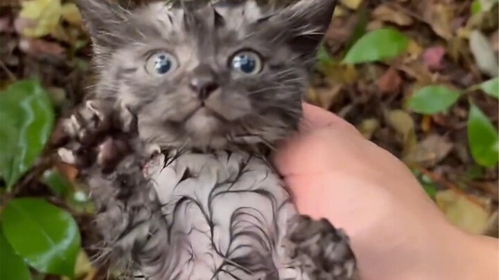 Even such adorable kittens are wandering around—let's hope little orange gets rescued soon.