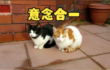 Two cats who grew up together are increasingly mirroring each other’s behavior!