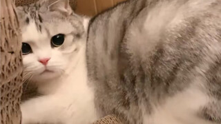 Selucu apapun kucing, itu tidak menghentikannya untuk menjadi lucu