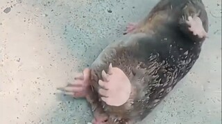 Ini kan tikus paling imut, ya?