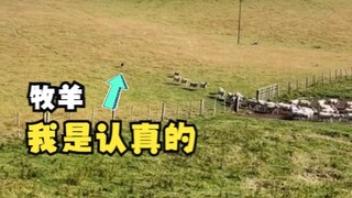 كلب الراعي يقود 200 خروف بمفرده إلى الحظيرة