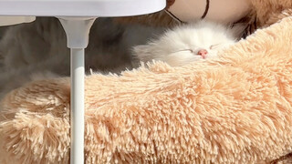 มันจะไม่ใช่ว่าคิดว่าลูกหมีตัวน้อยนี่คือแม่นะเนี่ย? ใครเข้าใจฉากนี้บ้าง!! น่ารักสุดๆ ไปเลย!