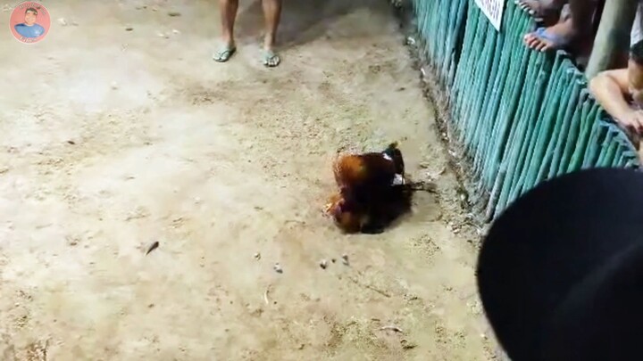 MANOK NA MALIBOG