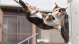 [Hewan] Momen lari kucing | <DÉ JÀ VU (CAMPURAN DIPERPANJANG)>