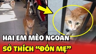 Tan chảy với 2 em mèo có sở thích ĐÓN MẸ VỀ 😍 | Yêu Lu