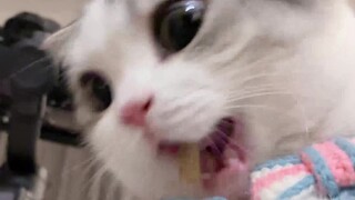 Cats eat snacks in various ways, but the cat falls over too quickly