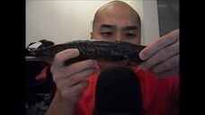 Asmr Eating Smoked Mackerel