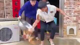 Manok ng kapitbahay.😂😂😂